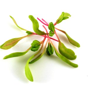 mangold yellow chard3